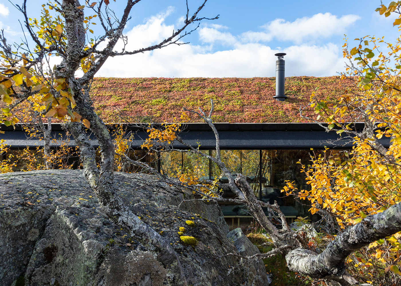 Low-impact mountain cabin with a vegetated roof among birch and rock